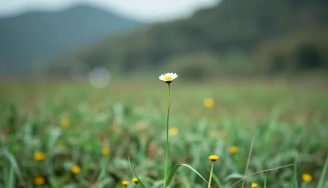 展示推广一站式：维护策略分析与选型关注点