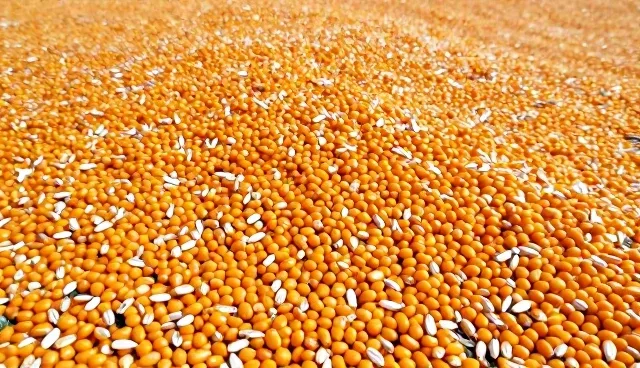 农业种苗供应：基地合作等关键环节的使用与维护建议