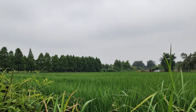 网络推广中小程序开发的应用场景与优化建议