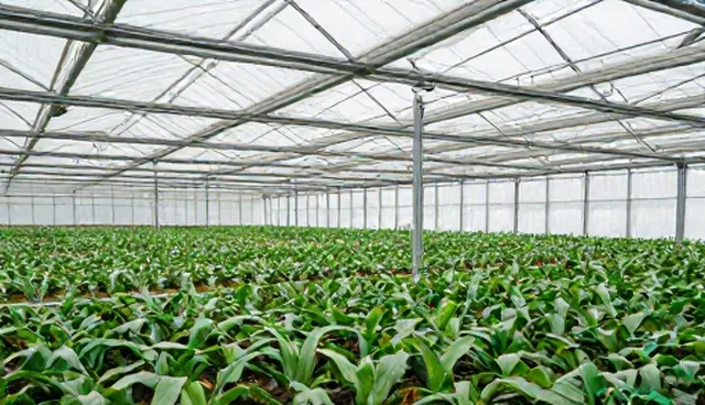 消杀产品选型关注点：绿化养护处理方法分析