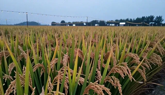农产品加工环节中的种植管理问题与应对方法