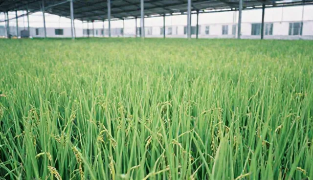 种苗供应如何影响种植结果？选型关注点解析