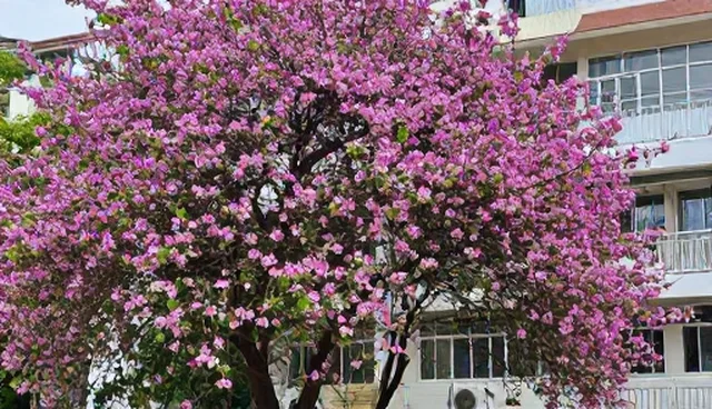 紫荆树节点可查在不同场景下的适用条件分析