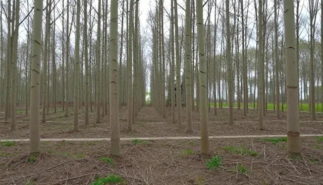 速生杨树苗种植中常见问题及解决方法