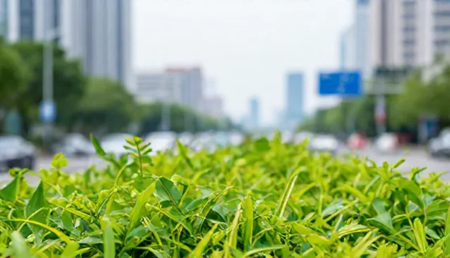 成果转化维护中的技术支持检查要点