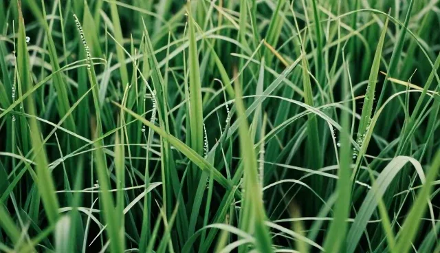 方案设计：技术外包在应用开发中的性能与适用条件分析
