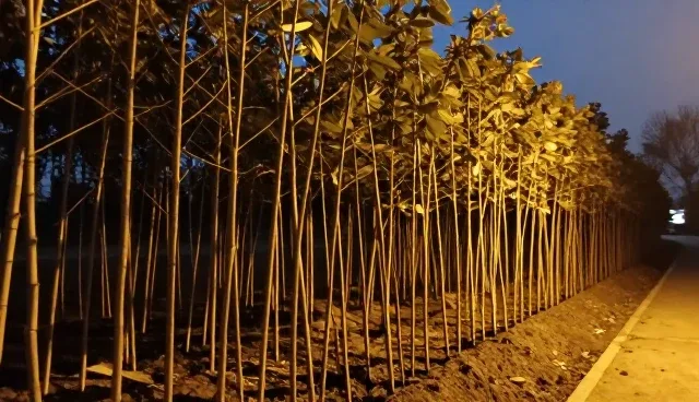 经济林木苗渠道供货中的仓储与配送环节分析