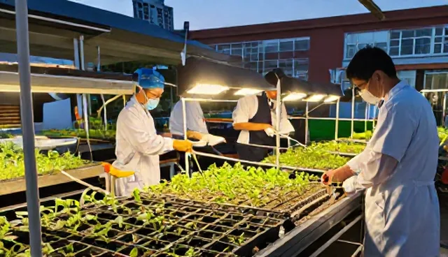 种苗供应如何提升种植效率？渠道供货的关键问题解析