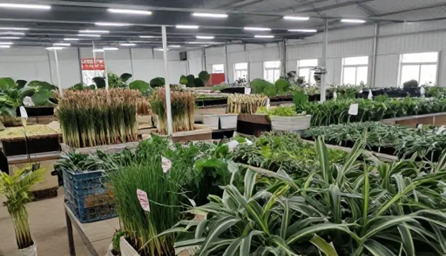 作业效率提升：优质种苗供应的业务发展趋势