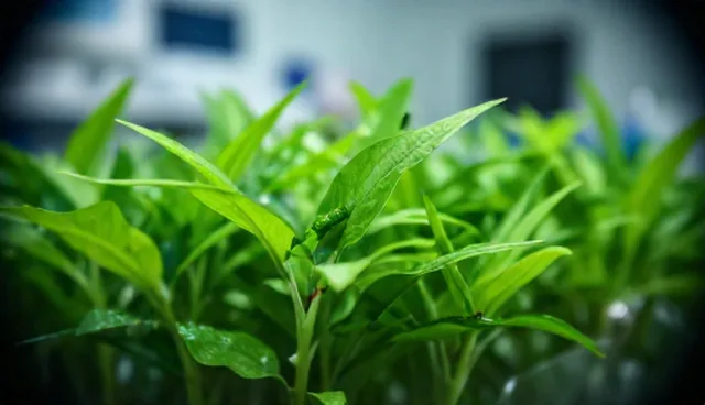 广告设计在自主运营中的实际应用误区