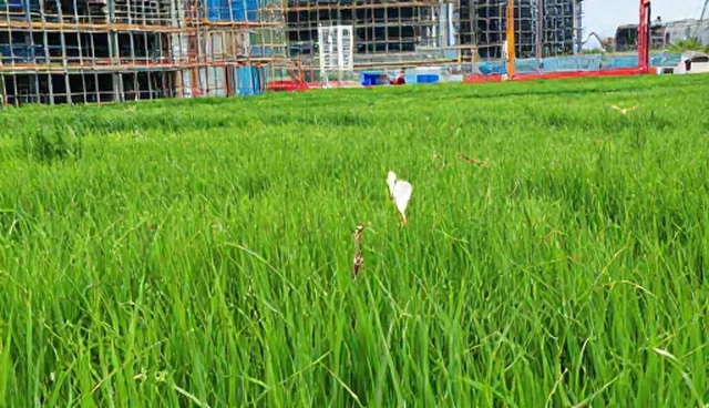 企业信息查询服务使用与维护建议