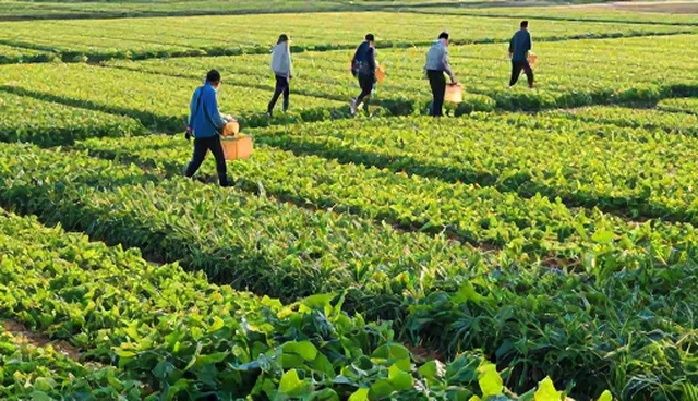 农产品收购操作规范影响质量管控效率