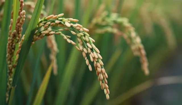 种植效率提升：农业综合开发的关键路径