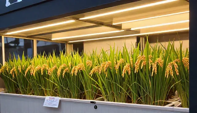 种植管理：优质水稻种苗供应的关键场景分析