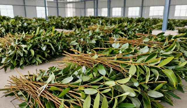 油茶种植如何选择适合的农机？
