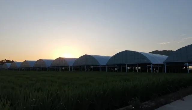 域名使用与维护中的常见问题及优化建议