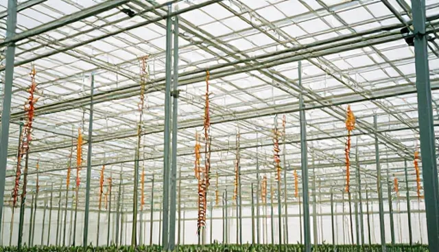 种植管理中的种苗供应检查要点分析