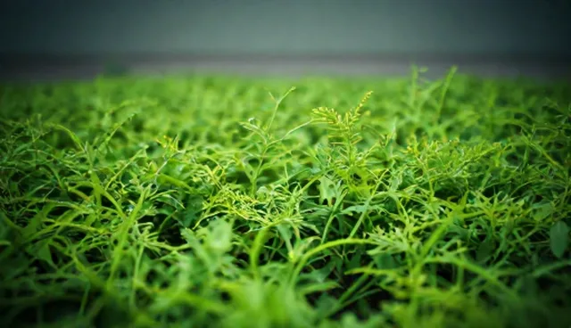 技术推广中的误区澄清与正确选择依据