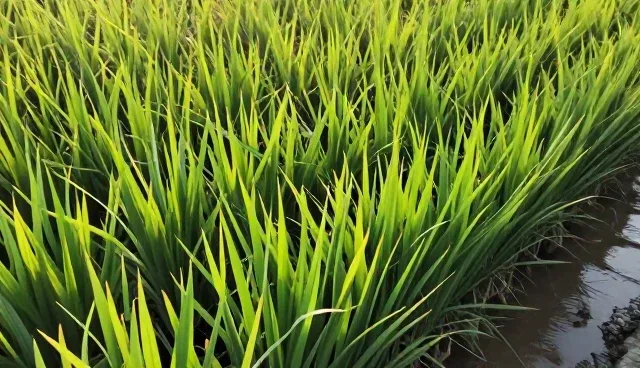 土壤湿度对园林绿化植物生长的影响原因分析