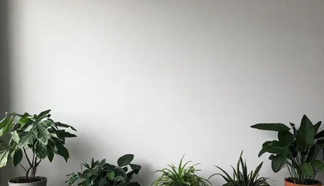 创业团队选型关注点影响项目结果的原因