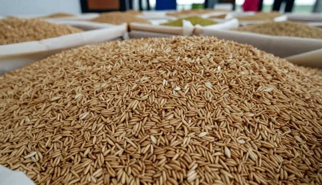 高效种子选型要点及使用建议