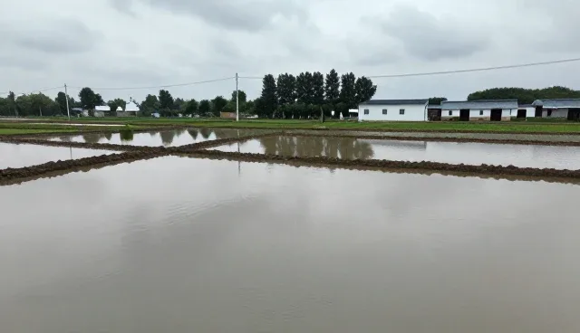 有机大米选型与使用建议：农业服务视角下的实践分析