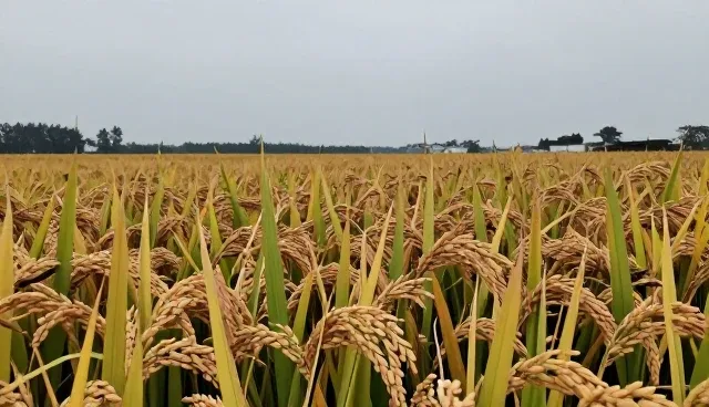 优质稻米在家庭烹饪中的使用误区与维护建议