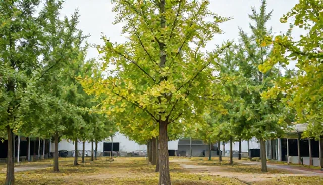 银杏树种植需关注苗木质量的适用条件