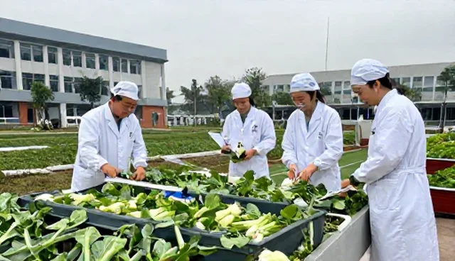 有机蔬菜种植中生产流程的常见问题及优化建议