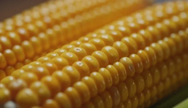 玉米种苗在基地种植中的使用问题分析