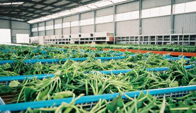 种植技术：农产品加工的建设方案与维护建议