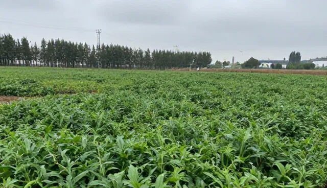 短视频拍摄：内容制作的性能与适用条件分析