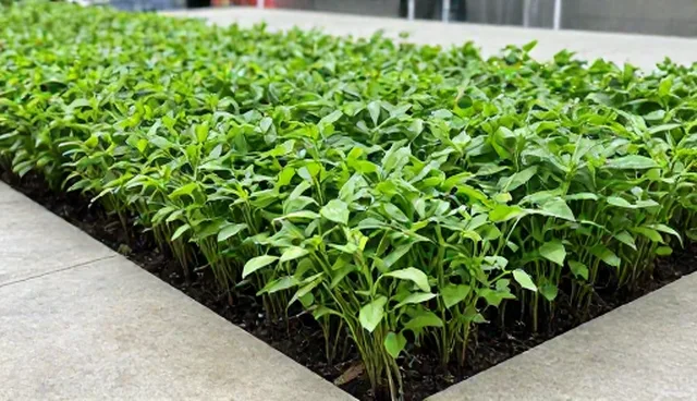 种苗供应中的种植决策：适用场景与限制分析