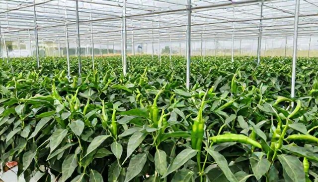高产辣椒种种植效率常见误区澄清