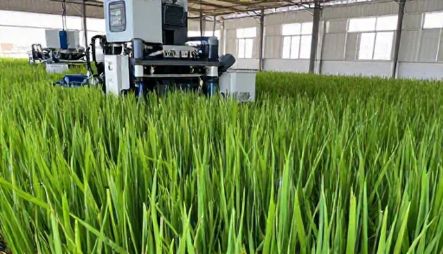 高产水稻种苗使用与维护建议