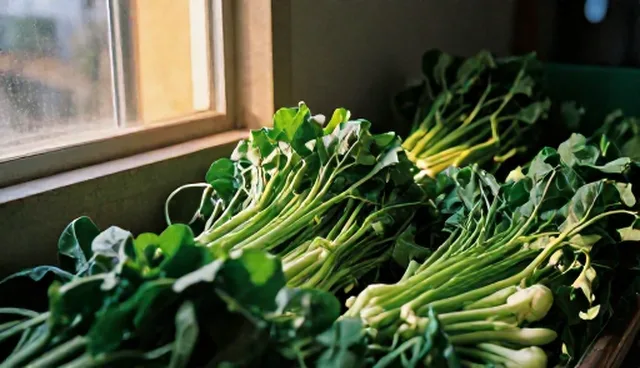 绿色蔬菜种植需关注的五大检查要点
