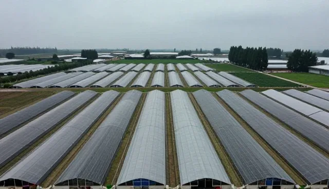 物流配送中的农业技术服务合作模式选择建议